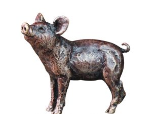 Pig