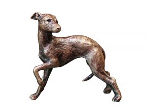 Whippet
