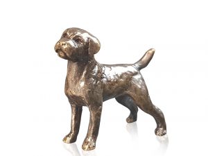 Border Terrier